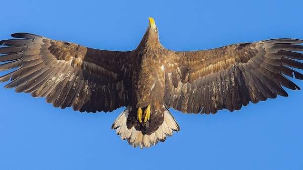 Eagle. Birds Live Wallpapers screenshot 11
