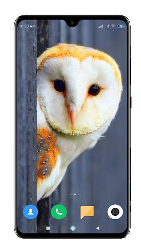 Owl Wallpaper HD screenshot 11