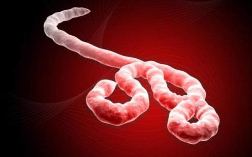 Ebola Virus screenshot 1