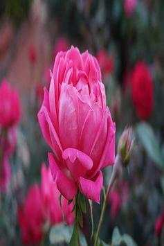 flower wallpaper hd full screen 🌹🌹 screenshot 5