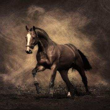Horse Wallpapers screenshot 1
