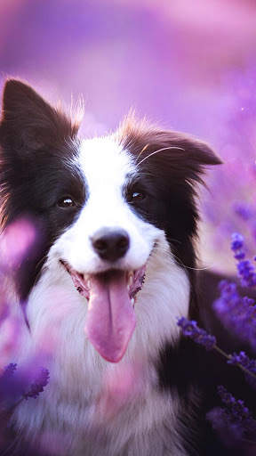 🐕 Border Collie Wallpapers – Cute Dog Wallpaper screenshot 4