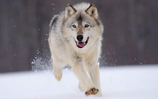 Wolf Live Wallpaper (Wallpapers & Backgrounds) screenshot 9
