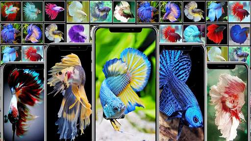 Betta Fish Wallpaper screenshot 1