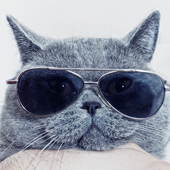 Sounds Cats Love – Cat Sounds Free - Cat Meows icon