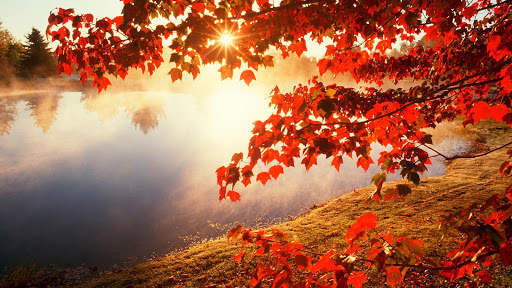 Autumn Wallpapers | hd backgrounds screenshot 22