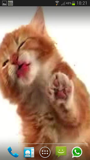 CAT LICKS LIVE WALLPAPER FREE screenshot 1