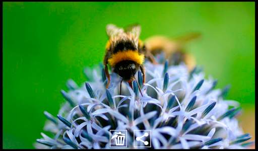 Cam Gallery screenshot 7