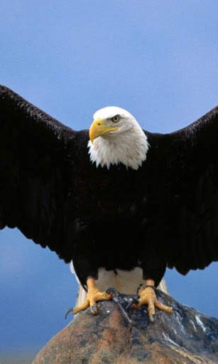 Eagle Live Wallpaper screenshot 1