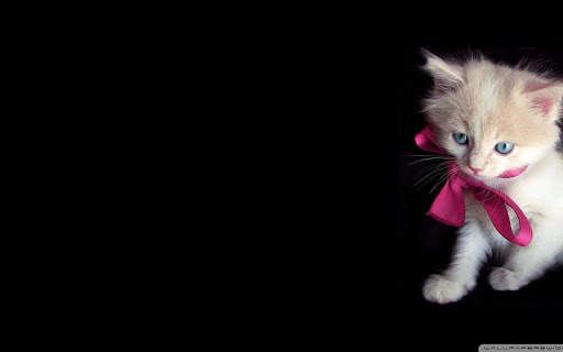 Cat Wallpapers HD Cute screenshot 7