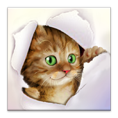 Silly Cat Live Wallpaper icon