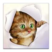 Silly Cat Live Wallpaper