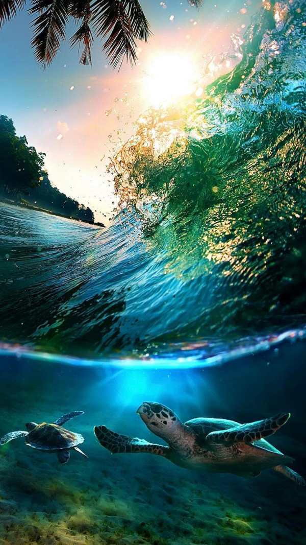 Tropical Live Wallpaper screenshot 1