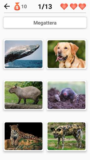 Mammiferi -Scopri tutti gli animali in Photo-Quiz! screenshot 3