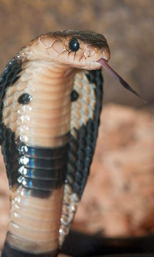 Cobra Wallpaper screenshot 2