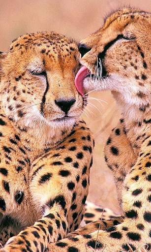 Cheetah Live Wallpaper screenshot 1