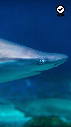 Shark Wallpapers - FREE screenshot 6