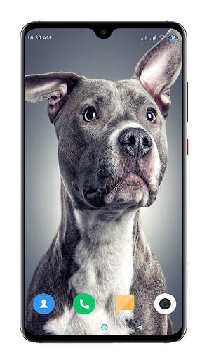 Pitbull Dog Wallpaper HD screenshot 8