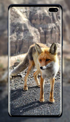 Fox Wallpaper screenshot 4