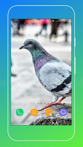 Pigeon Wallpaper screenshot 16