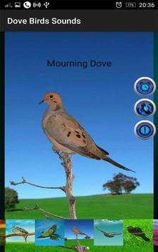 Dove Birds Sounds screenshot 9