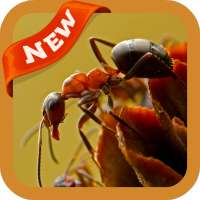 Ant Wallpaper
