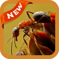 Ant Wallpaper