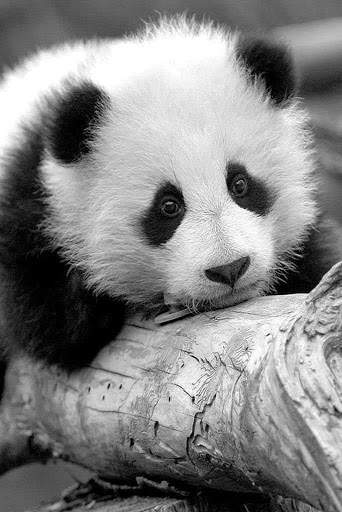 Panda Wallpaper - Cute Panda Wallpapers 🐼 screenshot 23