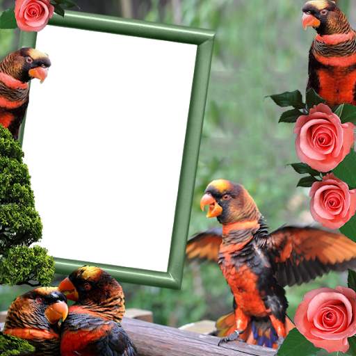 Dusky Lory Insta DP 1 تصوير الشاشة