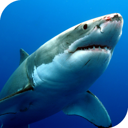 Sharks Live Wallpaper icon