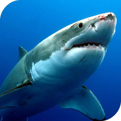 Sharks Live Wallpaper 4.0