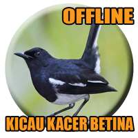 Suara Burung Kacer Betina Gacor