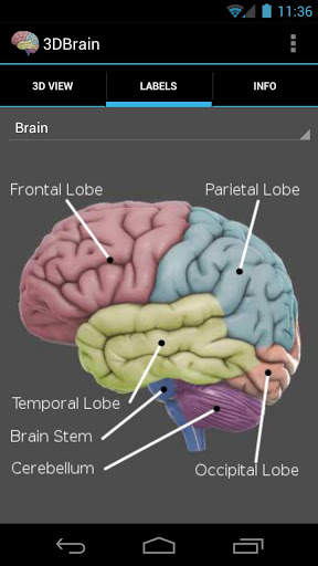 3D Brain screenshot 3