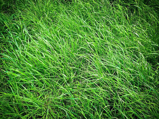 Grass Photo Frames screenshot 2