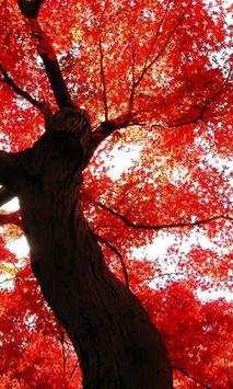 Maple wallpapers screenshot 4