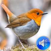 Robin Bird Sounds Ringtones 2.0