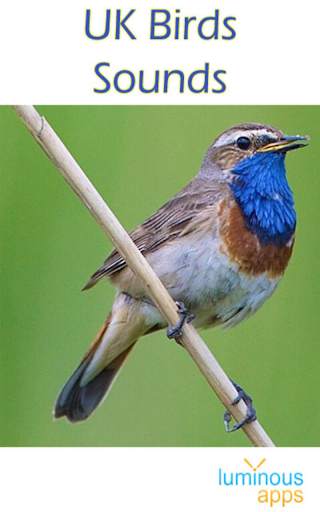 UK Birds Sounds Free स्क्रीनशॉट 1