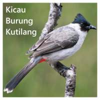 Kicau Burung Kutilang Offline logo