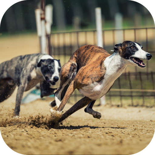 Dogs Race Wallpapers icon