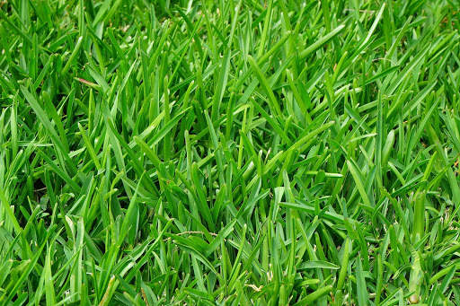 Grass Photo Frames screenshot 1