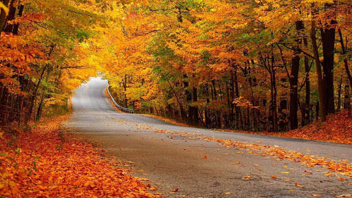 Autumn Wallpapers 16 تصوير الشاشة