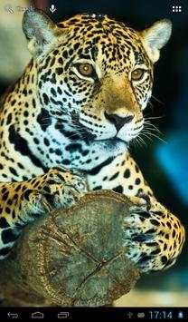 Jaguars Wallpapers screenshot 1