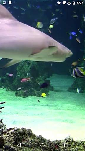 Video Wallpaper: Aquarium screenshot 2