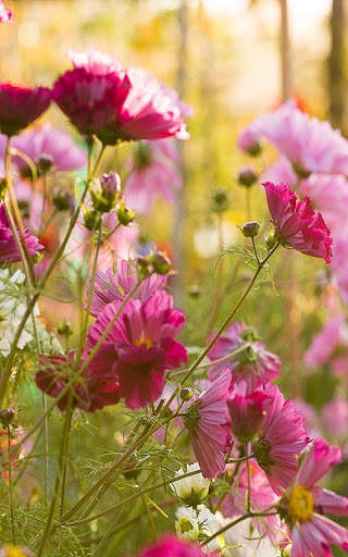Flower Video Live Wallpaper screenshot 1