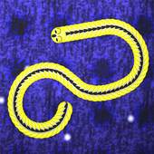 Snaking Snake Mutiplayer 1.5.4