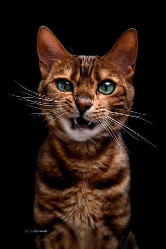 Cat HD Live Wallpaper screenshot 3