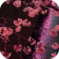 Japanese Sakura Garden Video Wallpapers Gallery icon