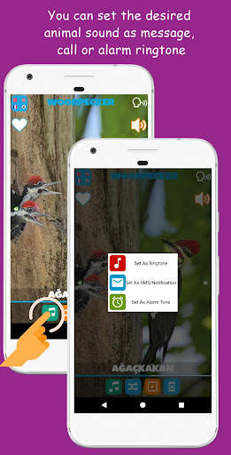 Animal Sounds screenshot 6