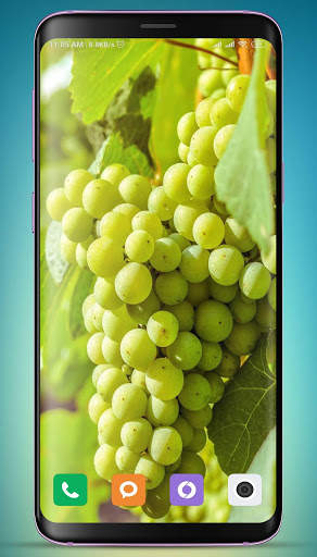 Grapes Wallpaper HD screenshot 14