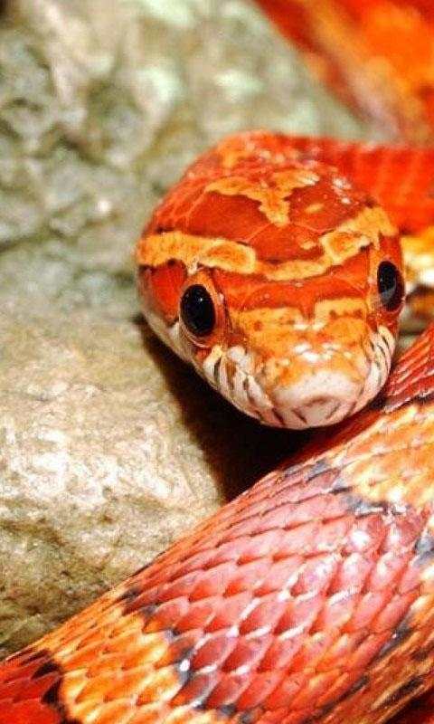 Snake Live Wallpaper : backgrounds hd स्क्रीनशॉट 3